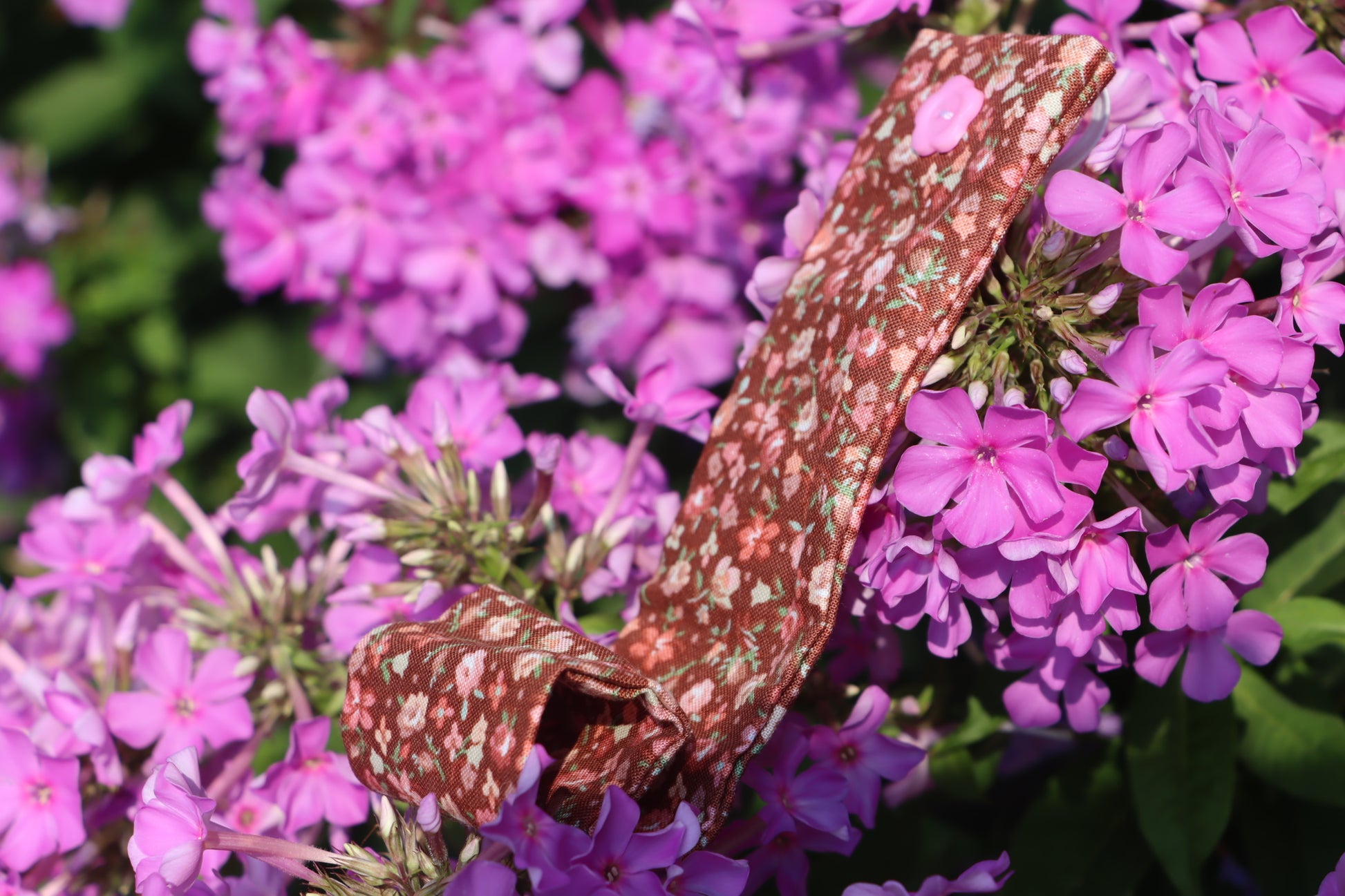 Celebration Carnation